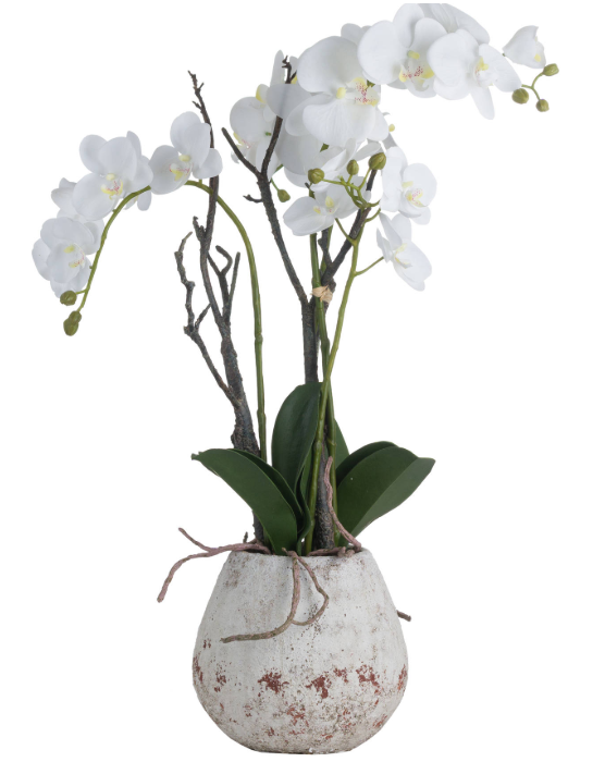 White Orchid In Stone Pot