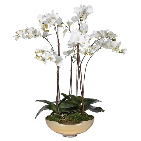 White Orchid In Shallow Gold Glass Bowl